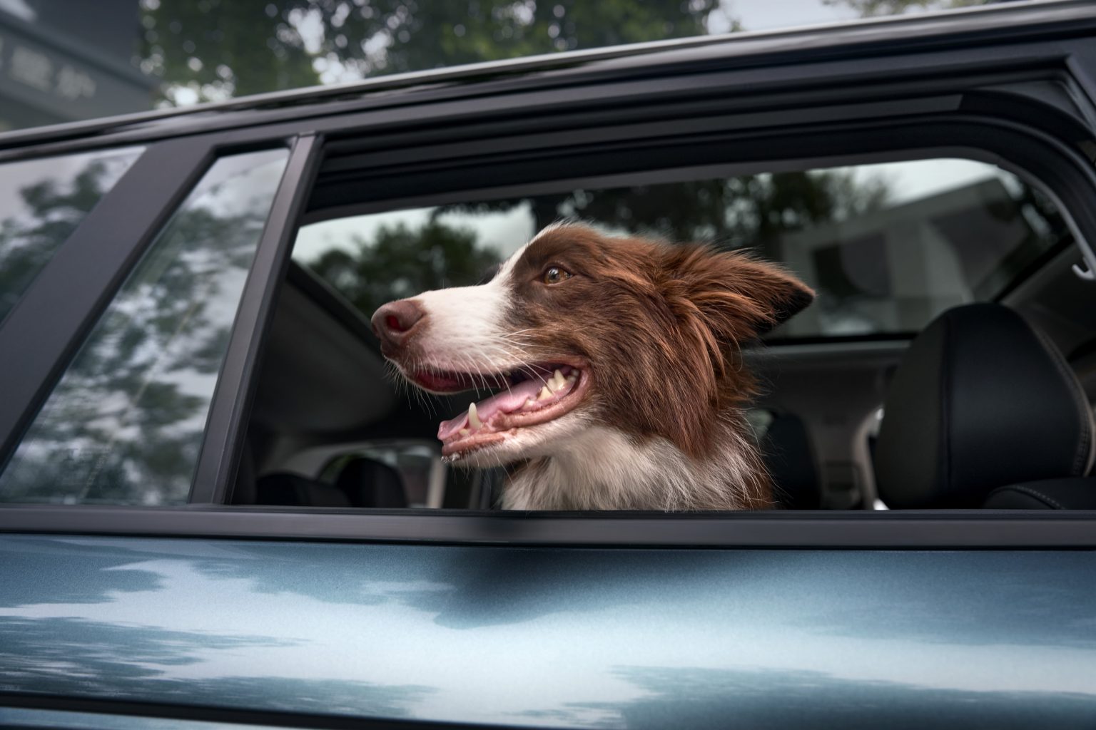 Window-Cute-Head-车窗-宠物探头-1536x1024